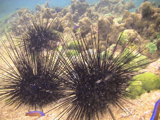  Diadema savignyi (Banded Long-spined Urchin)